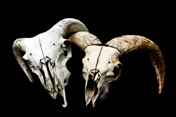 Streszczenie Ram Owiec Deer Skull — Zdjęcie stockowe