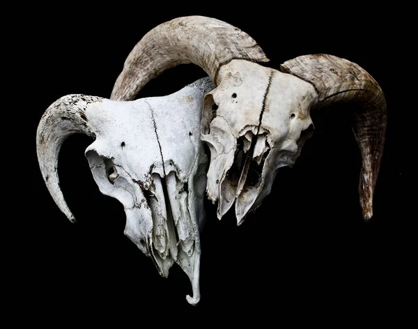 Résumé Ram Sheep Deer Skull — Photo