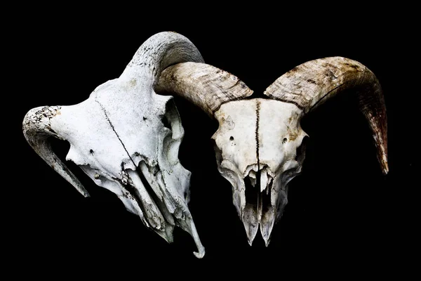 Abstract Ram Sheep Deer Skull — Stock Photo, Image