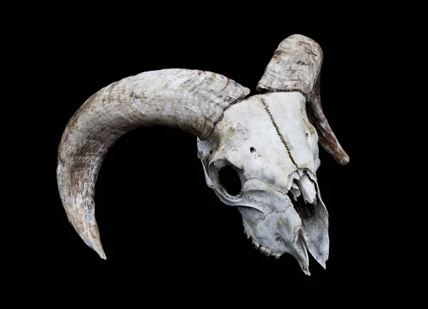 抽象拉姆羊鹿头骨 — 图库照片