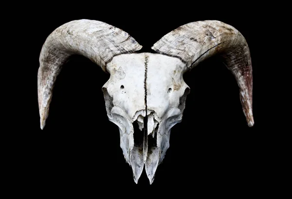 Abstract Ram Sheep Deer Skull — Stock Photo, Image