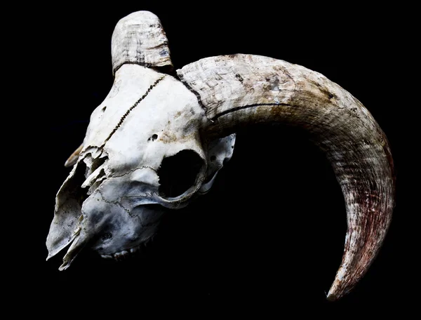 Streszczenie Ram Owiec Deer Skull — Zdjęcie stockowe