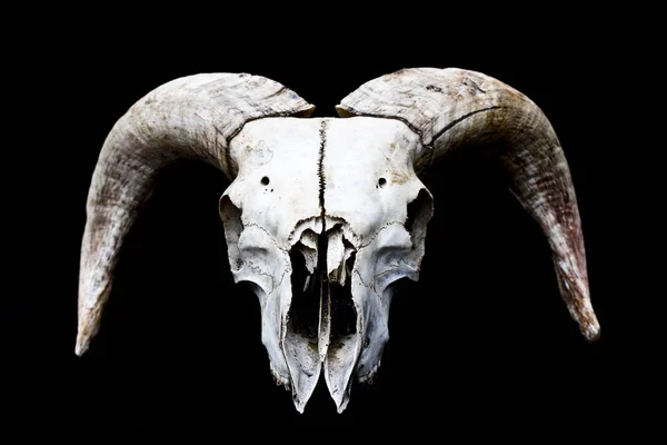 Abstract Ram Sheep Deer Skull — Stock Photo, Image