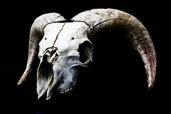 Streszczenie Ram Owiec Deer Skull — Zdjęcie stockowe