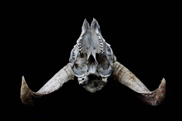 Streszczenie Ram Owiec Deer Skull — Zdjęcie stockowe