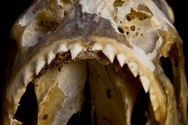 ピラニアの歯と黒の背景の抽象的なマクロの頭蓋骨 — ストック写真