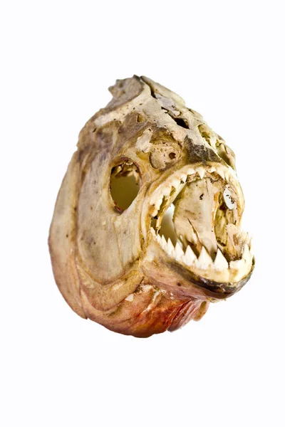 Piranha Denti Cranio Astratta Macro Sfondo Nero — Foto Stock