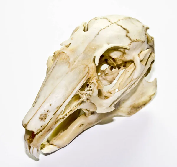 Bir tavşan kafatası yakın çekim