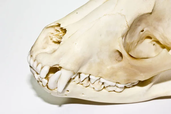 Abstract Close Badger Animal Skull Black Background — Stock Photo, Image
