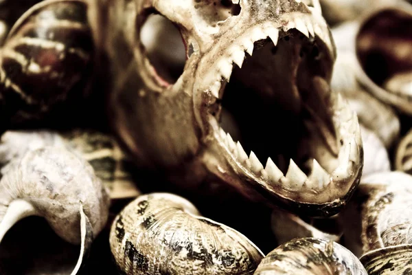 Piranha Teeth Skull Abstract Macro Black Background — Stok Foto