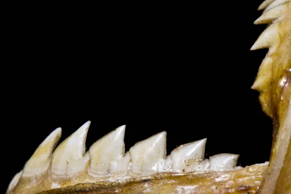 Piranha Les Dents Crâne Dans Macro Abstraite Sur Fond Noir — Photo