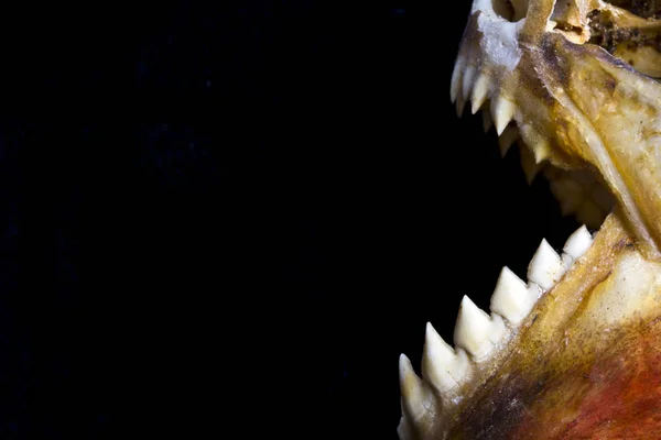 Piranha Teeth and Skull in Abstract Macro on Black Background