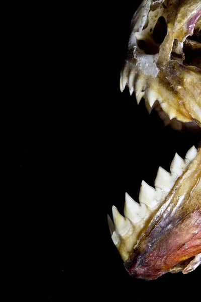 Piranha Teeth Skull Abstract Macro Black Background — Stock Photo, Image