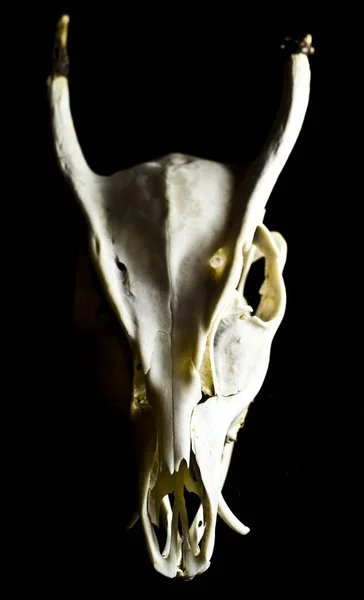 Abstrato Ram Sheep Deer Crânio — Fotografia de Stock