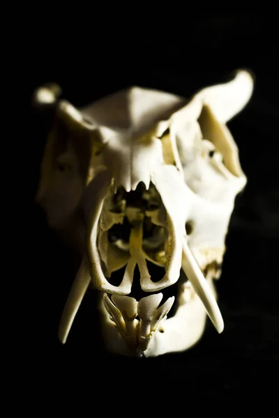 Cráneo Ciervo Oveja Ram Abstracto — Foto de Stock