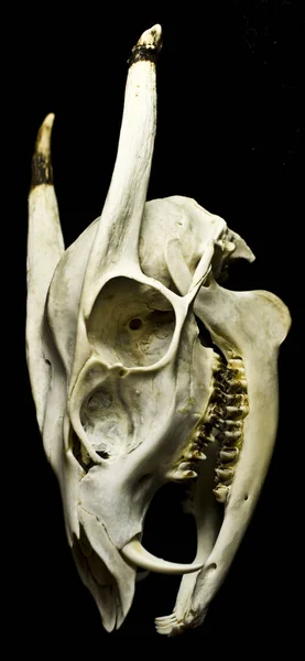 Ram 두개골 — 스톡 사진