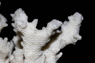 Beyaz arka plan üzerinde kadar yakın parça beyaz mercan