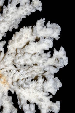 Beyaz arka plan üzerinde kadar yakın parça beyaz mercan