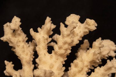 Beyaz arka plan üzerinde kadar yakın parça beyaz mercan