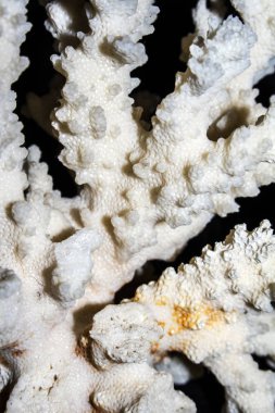 Beyaz arka plan üzerinde kadar yakın parça beyaz mercan