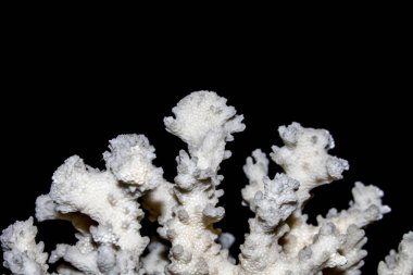 Beyaz arka plan üzerinde kadar yakın parça beyaz mercan