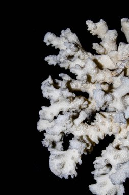 Beyaz arka plan üzerinde kadar yakın parça beyaz mercan