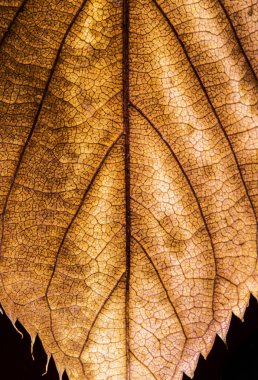 Soyut yakından sonbahar İngiliz yapraklarda