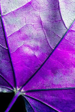 Soyut yakından sonbahar İngiliz yapraklarda