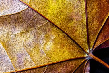 Soyut yakından sonbahar İngiliz yapraklarda