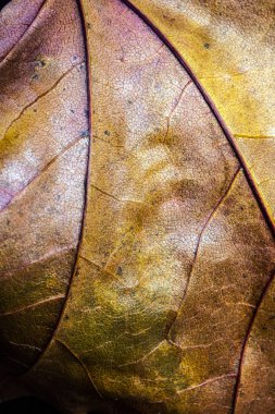 Soyut yakından sonbahar İngiliz yapraklarda