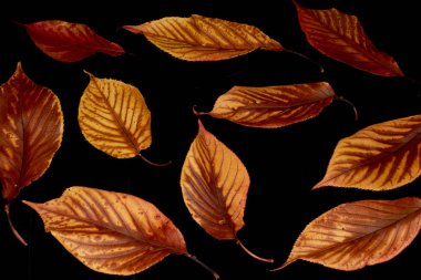 Soyut yakından sonbahar İngiliz yapraklarda