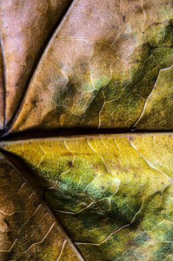 Soyut yakından sonbahar İngiliz yapraklarda