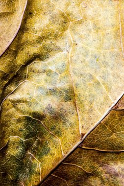 Soyut yakından sonbahar İngiliz yapraklarda
