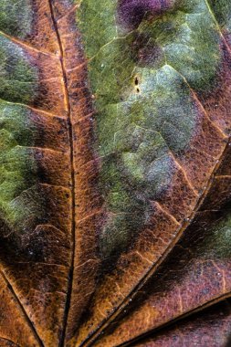 Soyut yakından sonbahar İngiliz yapraklarda