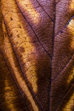 Soyut yakından sonbahar İngiliz yapraklarda