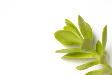 Kaktüs sulu fabrikayı kapatmak beyaz bir arka plan üzerine