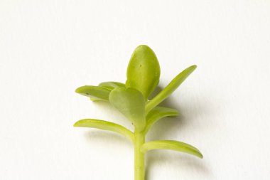 Kaktüs sulu fabrikayı kapatmak beyaz bir arka plan üzerine