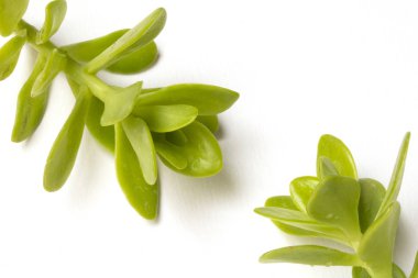 Kaktüs sulu fabrikayı kapatmak beyaz bir arka plan üzerine