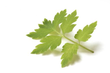 Kaktüs sulu fabrikayı kapatmak beyaz bir arka plan üzerine