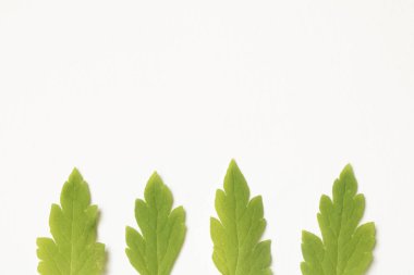 Kaktüs sulu fabrikayı kapatmak beyaz bir arka plan üzerine