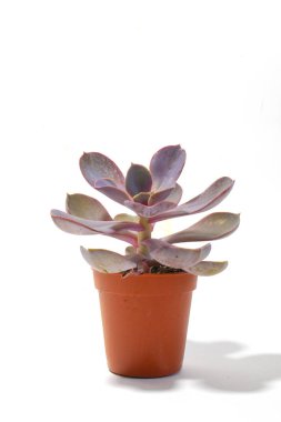 Kaktüs sulu fabrikayı kapatmak beyaz bir arka plan üzerine