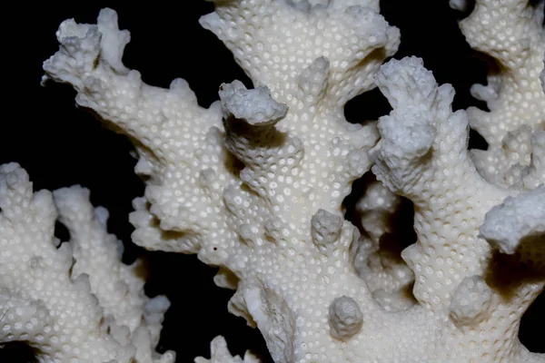White Coral Piece Close Up on White Background