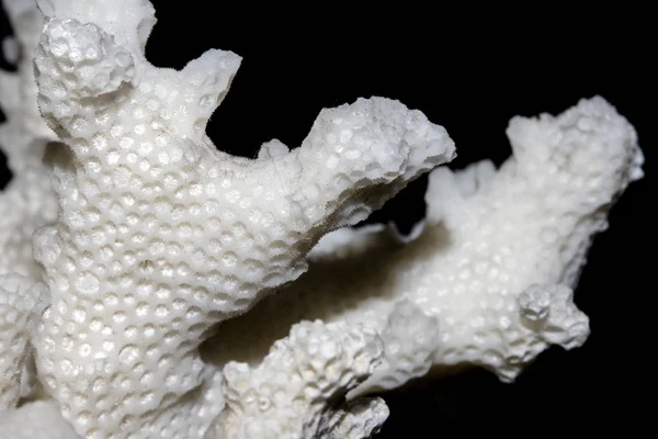 Weiße Korallen Nahaufnahme Auf Weißem Hintergrund — Stockfoto
