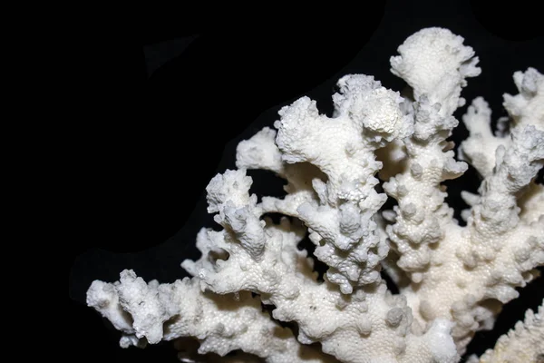 White Coral Piece Close Up on White Background