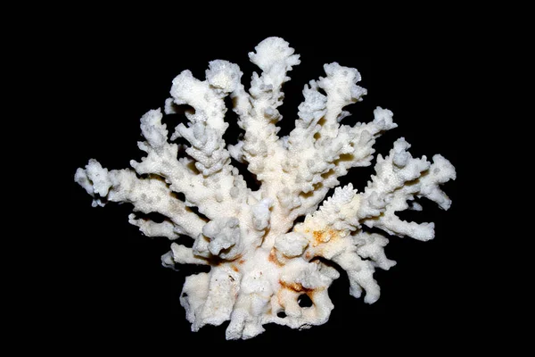 Inggris White Coral Piece Close White Background — Stok Foto