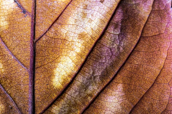 Herbstliche Britische Blätter Nahaufnahme Abstrakt — Stockfoto