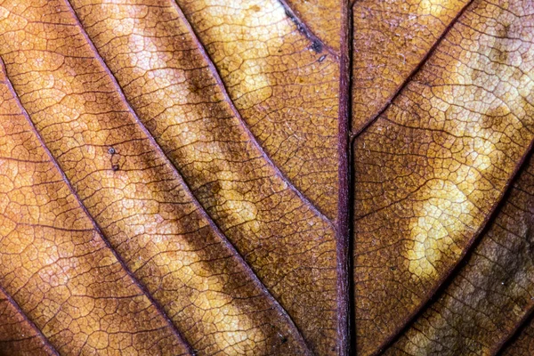 Herbstliche Britische Blätter Nahaufnahme Abstrakt — Stockfoto