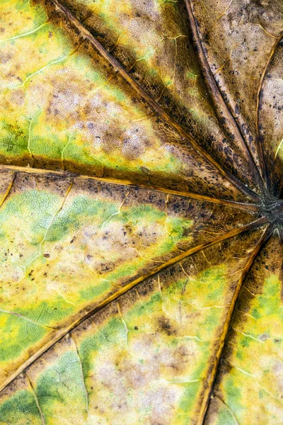 Herbstliche Britische Blätter Nahaufnahme Abstrakt — Stockfoto