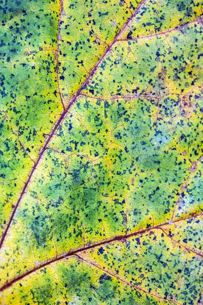 Autumn British Leaves Close Abstract — Stock Photo, Image