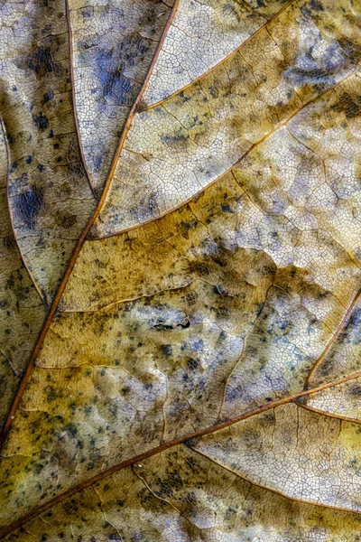 Herbstliche Britische Blätter Nahaufnahme Abstrakt — Stockfoto